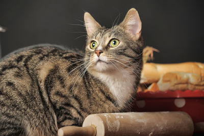 Close-up of a cat looking away