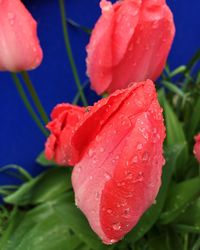 Close-up of water drops on pink flower