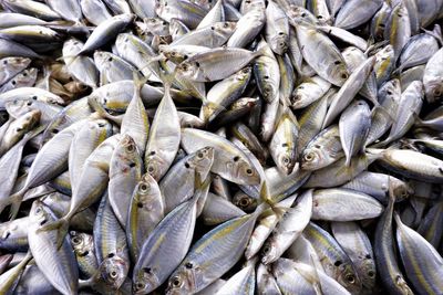 Full frame shot of fishes in market