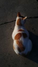 Cat sitting on floor