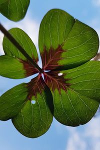 Close-up of green leaves