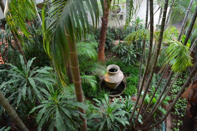 View of bamboo plants