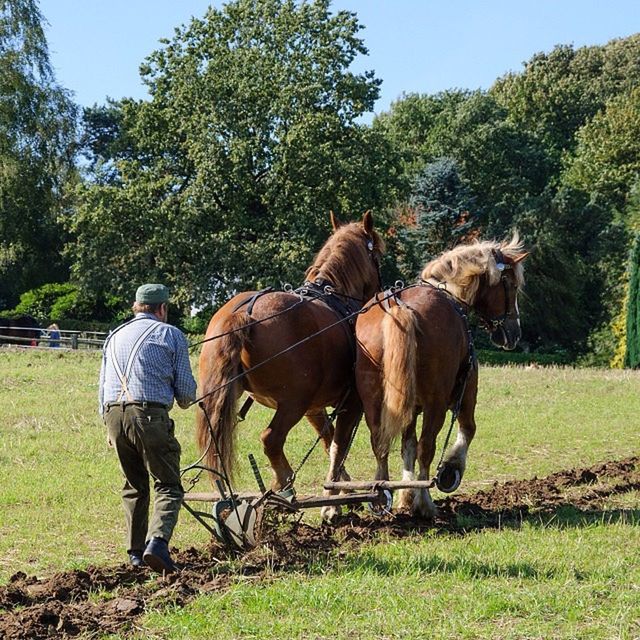 Plough