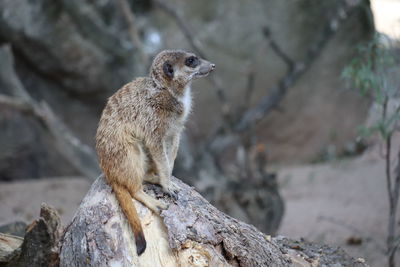 Squirrel on rock