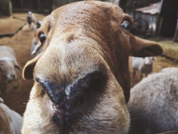 Close-up of cow