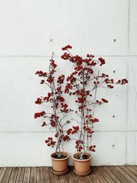 Red flower pot on table against wall