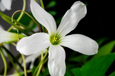 Close-up of white flowers