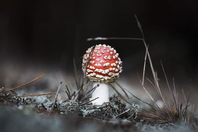 Close-up of mushroom growing on field