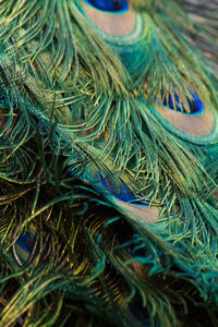 Full frame shot of peacock feathers