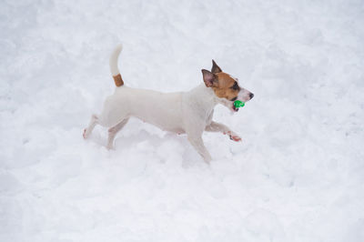 Dogs on snow