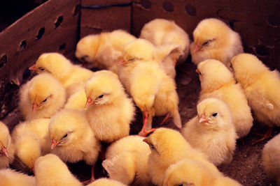 High angle view of baby chickens