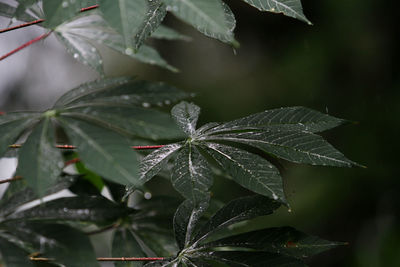 Cassava leaves when it rains.