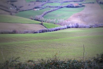 Scenic view of agricultural field