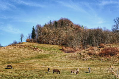 View of sheep grazing in field