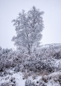 Low angle view of frozen trees on field against sky