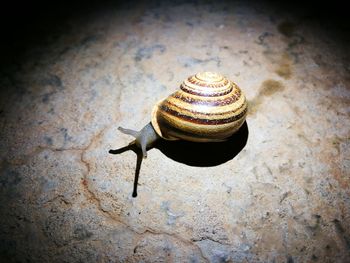 Close-up of snail