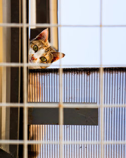 Portrait of cat seen through window 