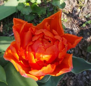 Close-up of red flower