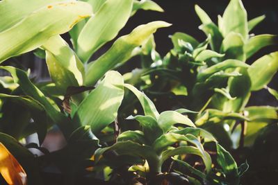 Close-up of green plant