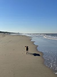 View of dogs on beach against clear sky