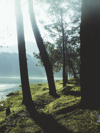 Trees in forest against sky