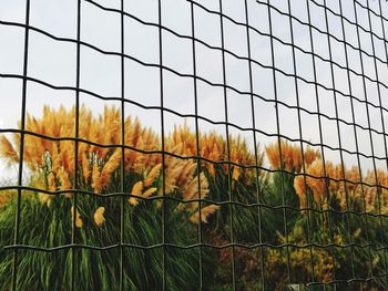 Plants growing on field against sky seen through fence