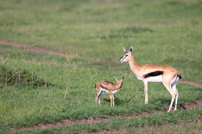 Side view of deer standing on field