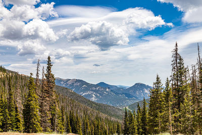 Pine trees on snowcapped mountains against sky