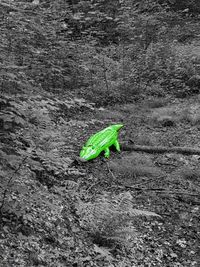 High angle view of green leaf on land