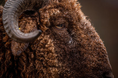 Close-up of sheep