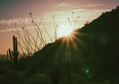 Silhouette plants on field against sky at sunset