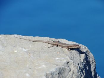 Low angle view rock with lizard