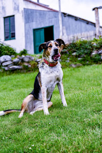 Dog in a field