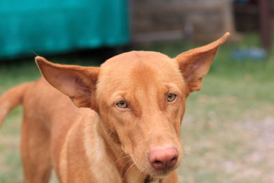 Close-up portrait of a dog