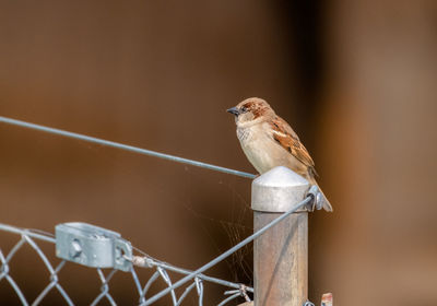 Close-up of bird perching on a fence