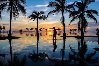 Silhouette of trees at sunset