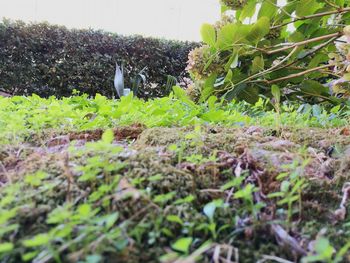 Close-up of plants on field