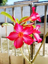 Close-up of pink flowering plant