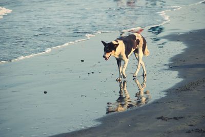 Dog running on beach