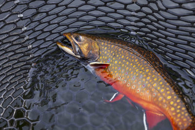 High angle view of fish in water