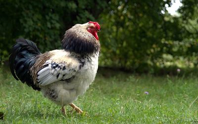 Close-up of duck on field