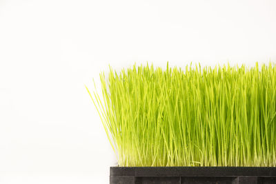 Close-up of fresh green plant against white background