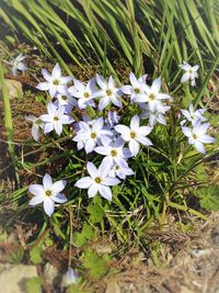Close-up of white daisy flowers blooming in field