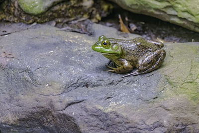 Close-up of frog on rock