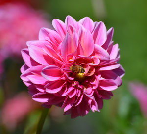 Close-up of pink flower growing outdoors