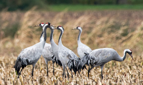 View of birds on field