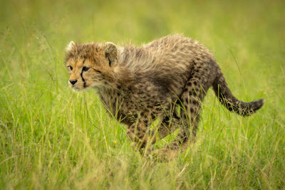 Cat in a field