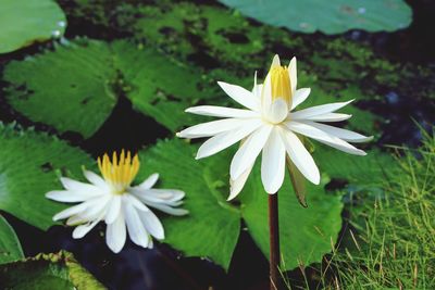 Close-up of white water lily blooming outdoors