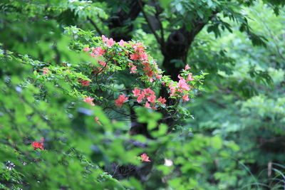 Red flowers growing on tree