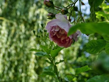 Close-up of flowering plant